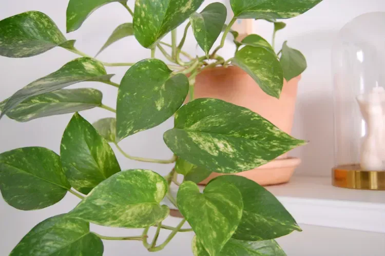 Epipremnum Aureum 'Golden' by kathy