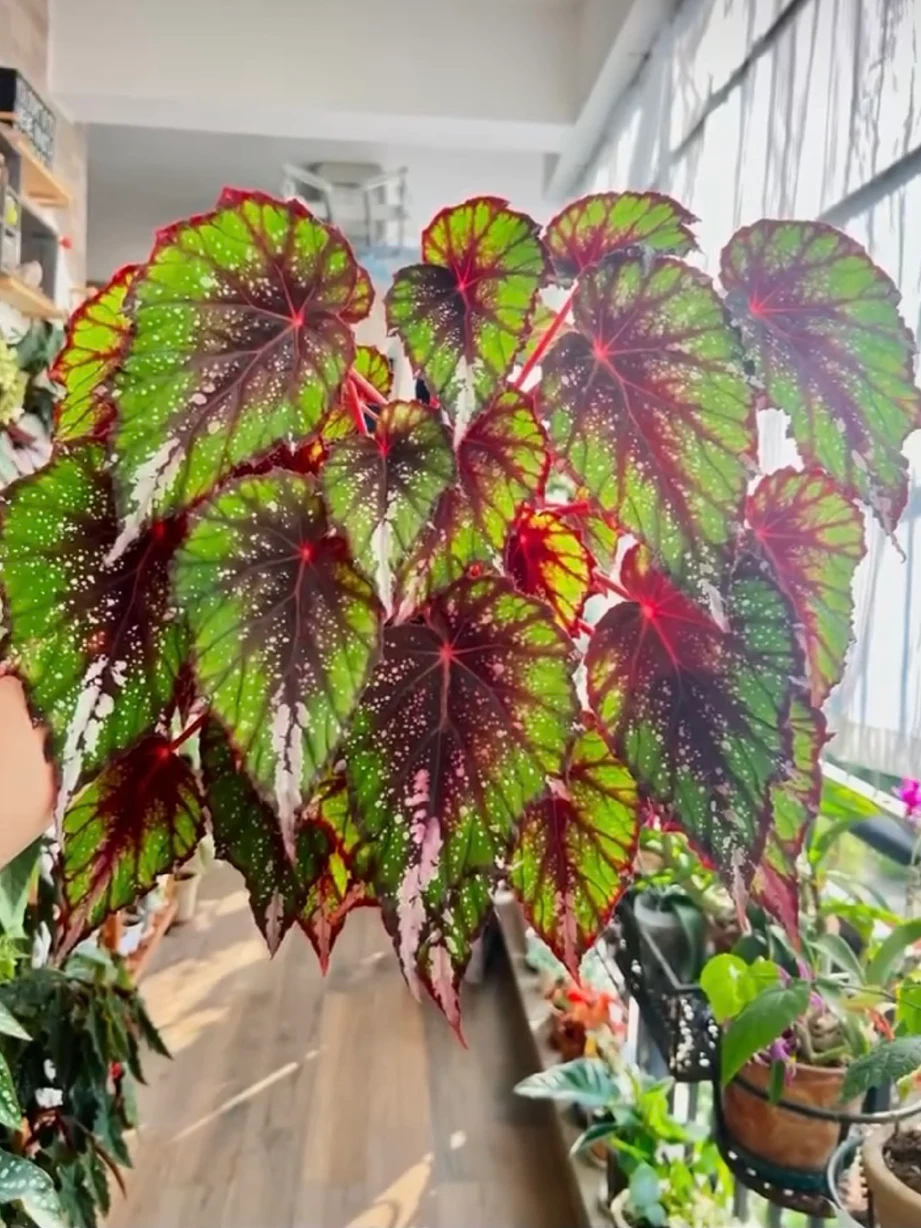 Begonia African Jungle by NashvilleNDP