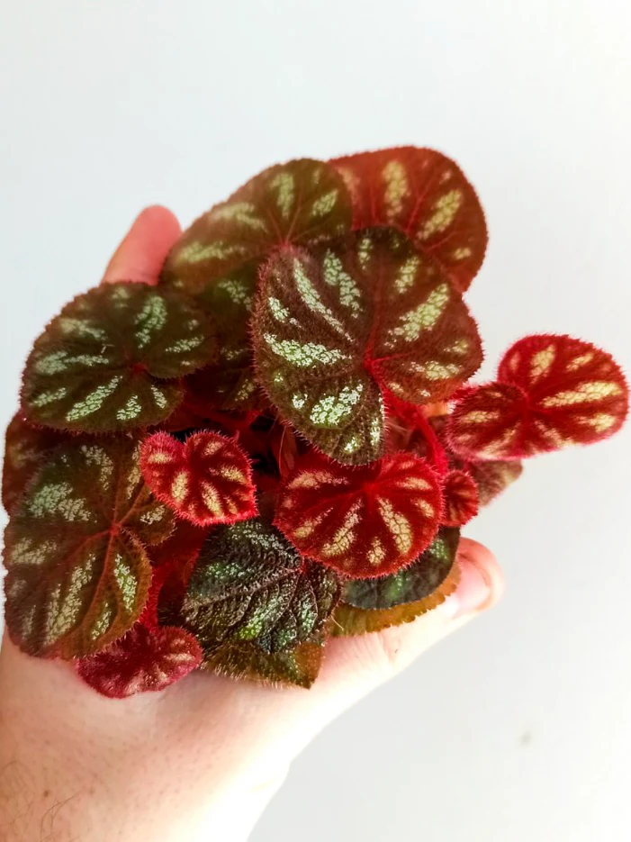 Begonia versicolor by NashvilleNDP