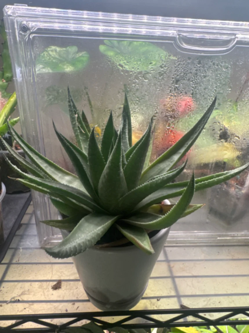 Alworthia Black Gem by Zharia