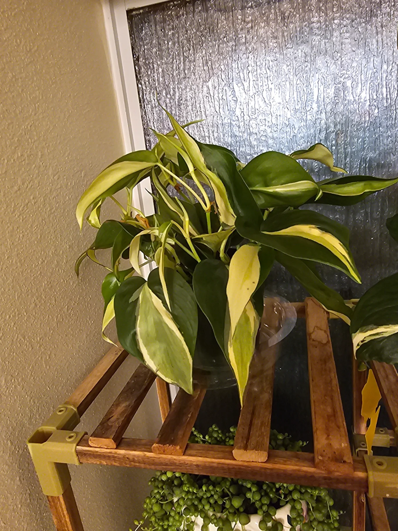 Philodendron hederaceum 'Brasil' by Mslatinatx73