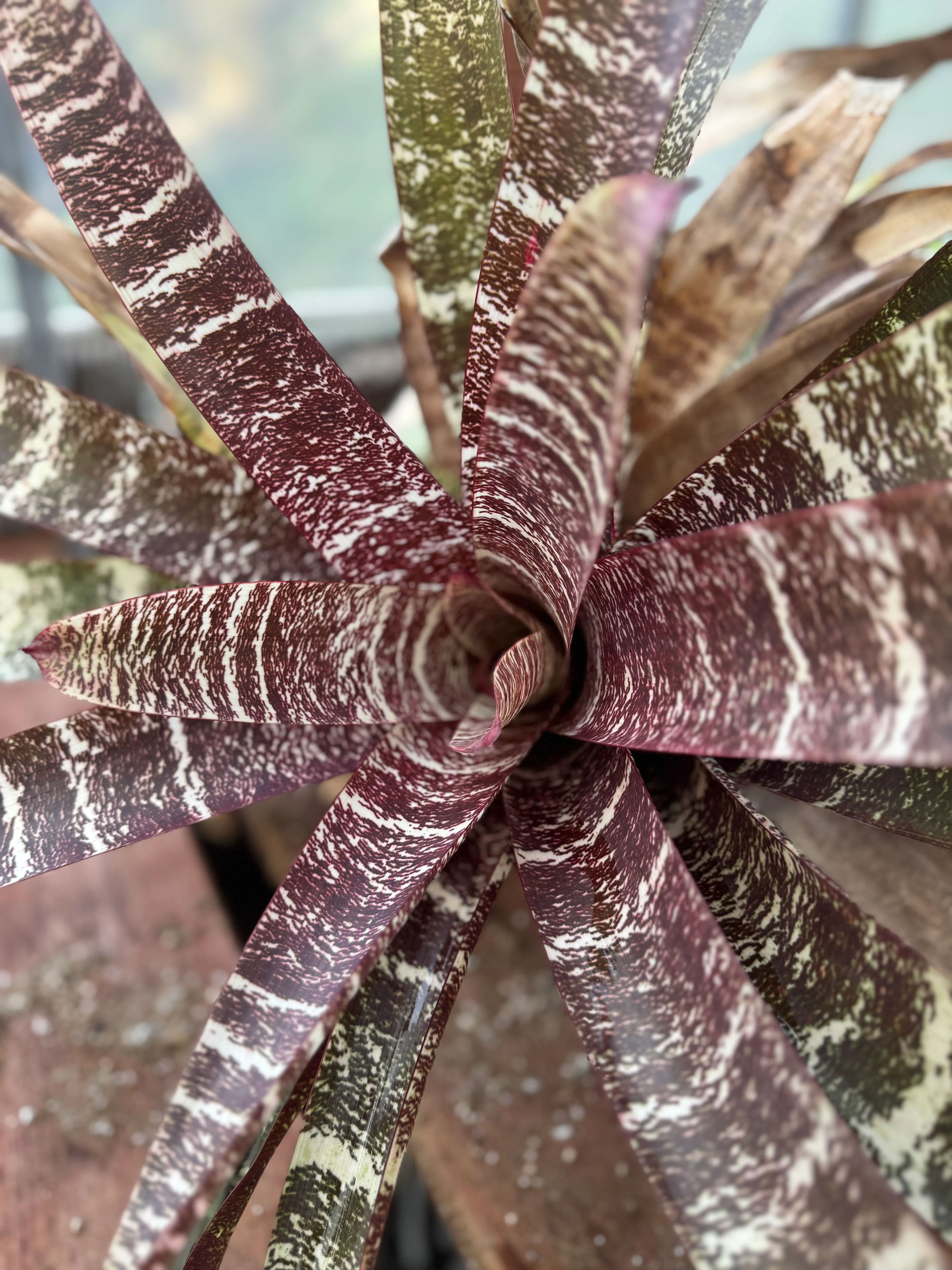Vriesea fosteriana 'Red Chestnut' by David