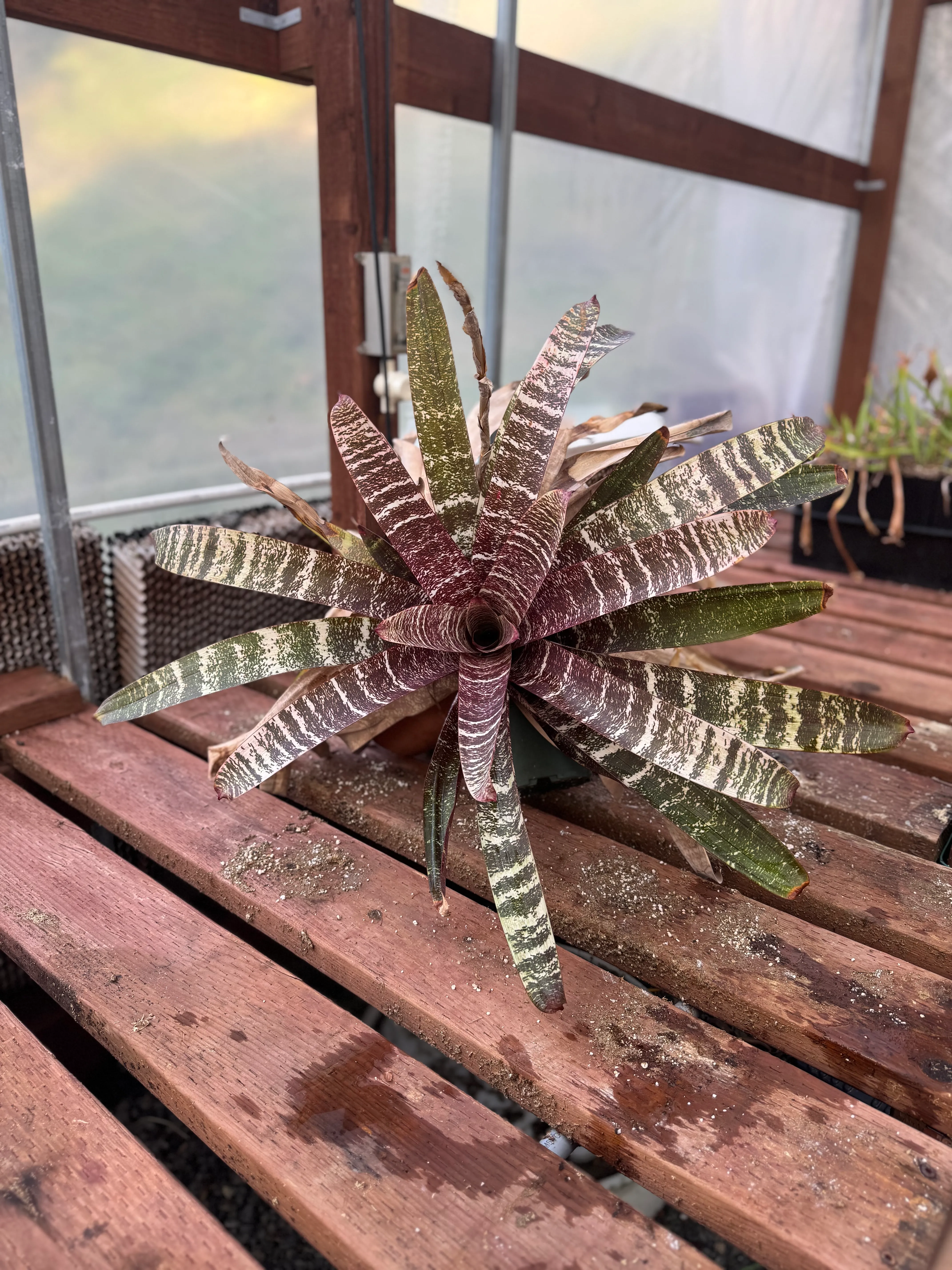Vriesea fosteriana 'Red Chestnut' by David