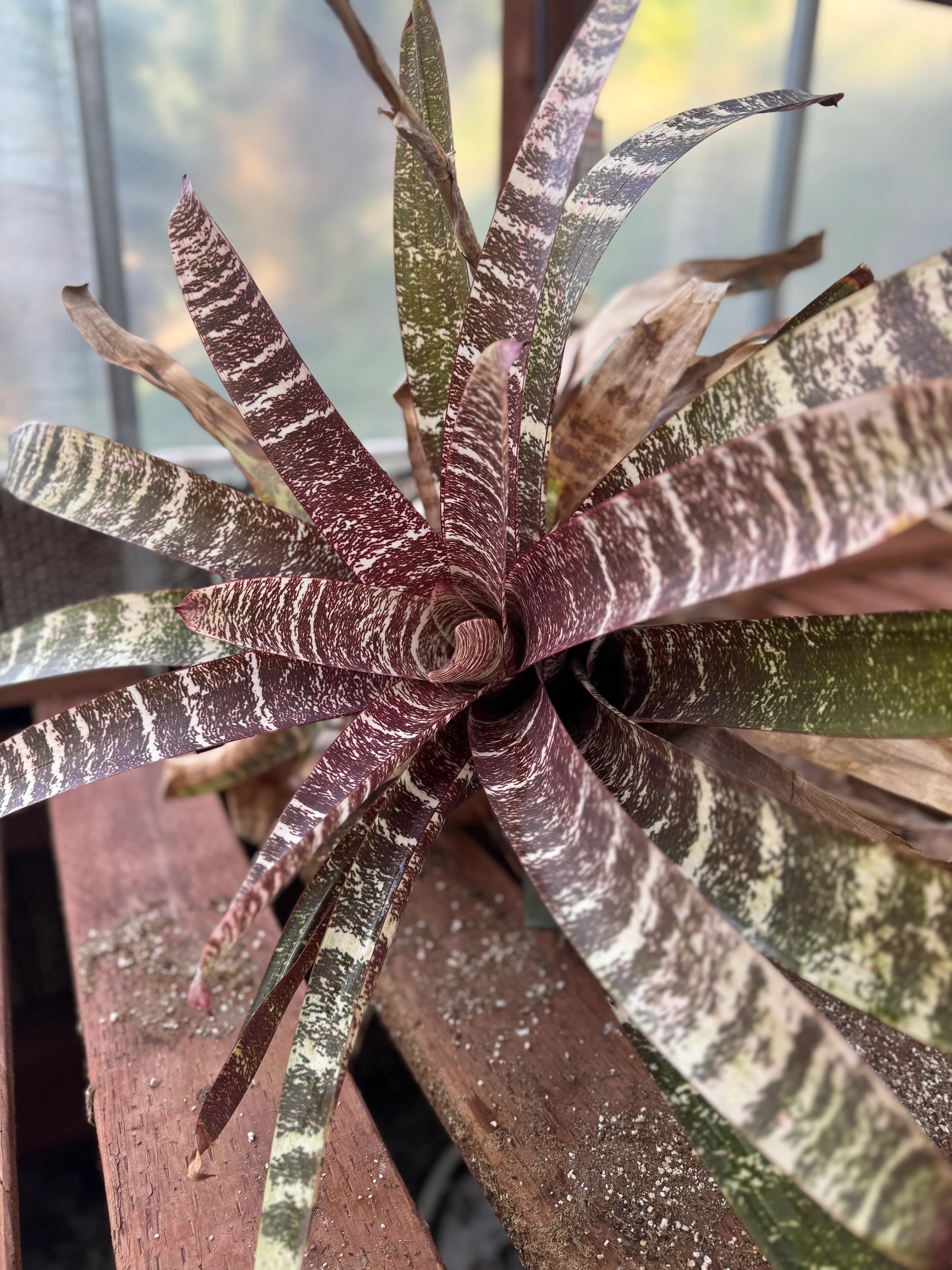 Vriesea fosteriana 'Red Chestnut' by David