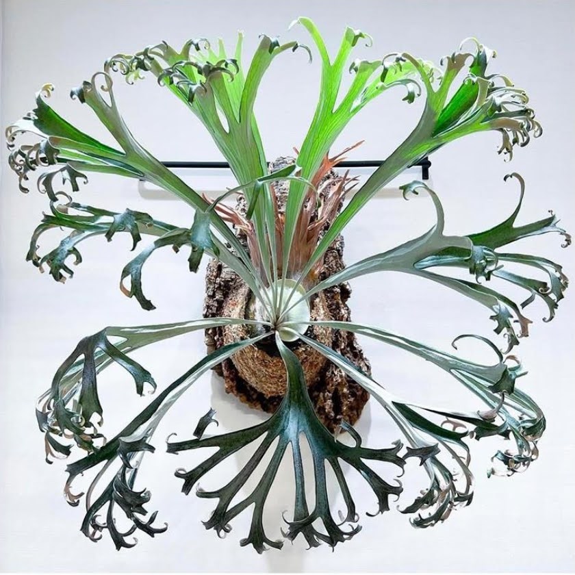 Platycerium Rydeen sporeling by aroot