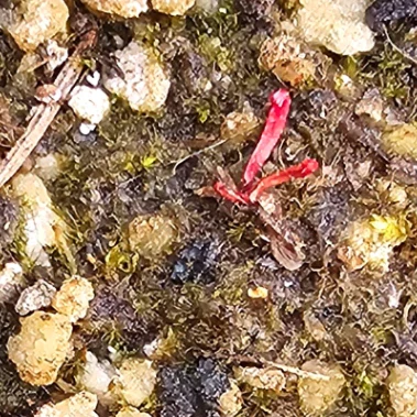 Sarracenia purpurea by aaaamory