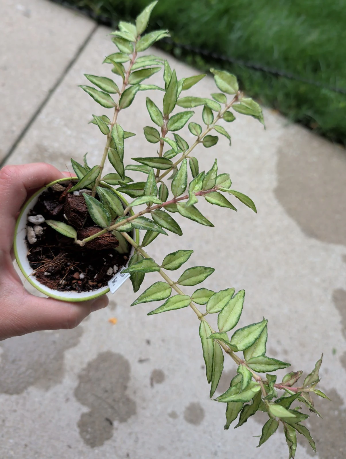 Hoya Bella 'Luis Bois' by meg