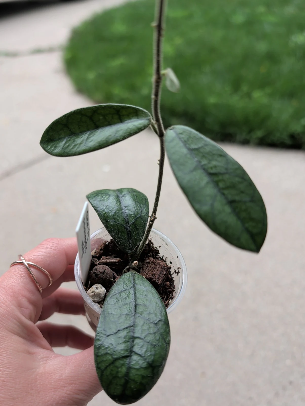 Hoya Sachuanensis 'lyi NOID' by meg