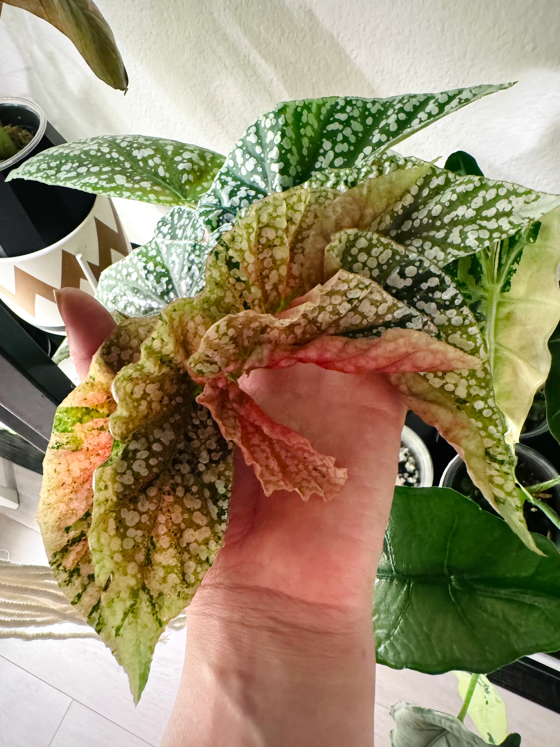 Begonia snow capped pink variegated by Labuleaf
