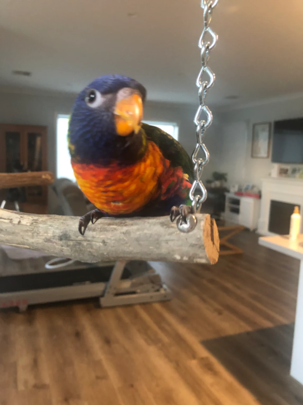 Rainbow Lorikeet Trichoglossus moluccanus by Freckles