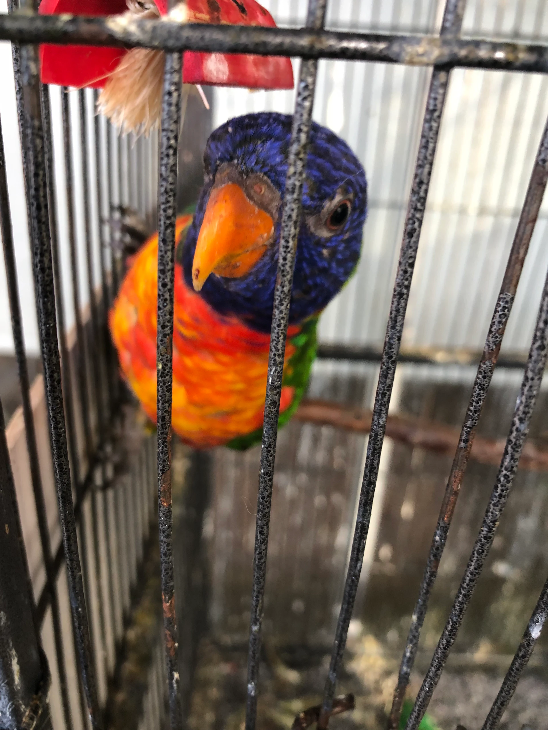 Rainbow Lorikeet Trichoglossus moluccanus by Freckles