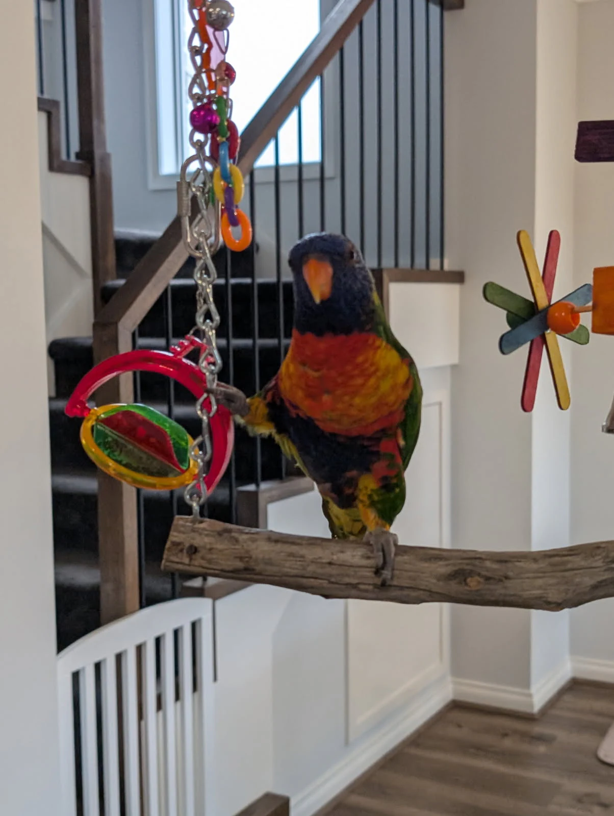 Rainbow Lorikeet Trichoglossus moluccanus by Freckles