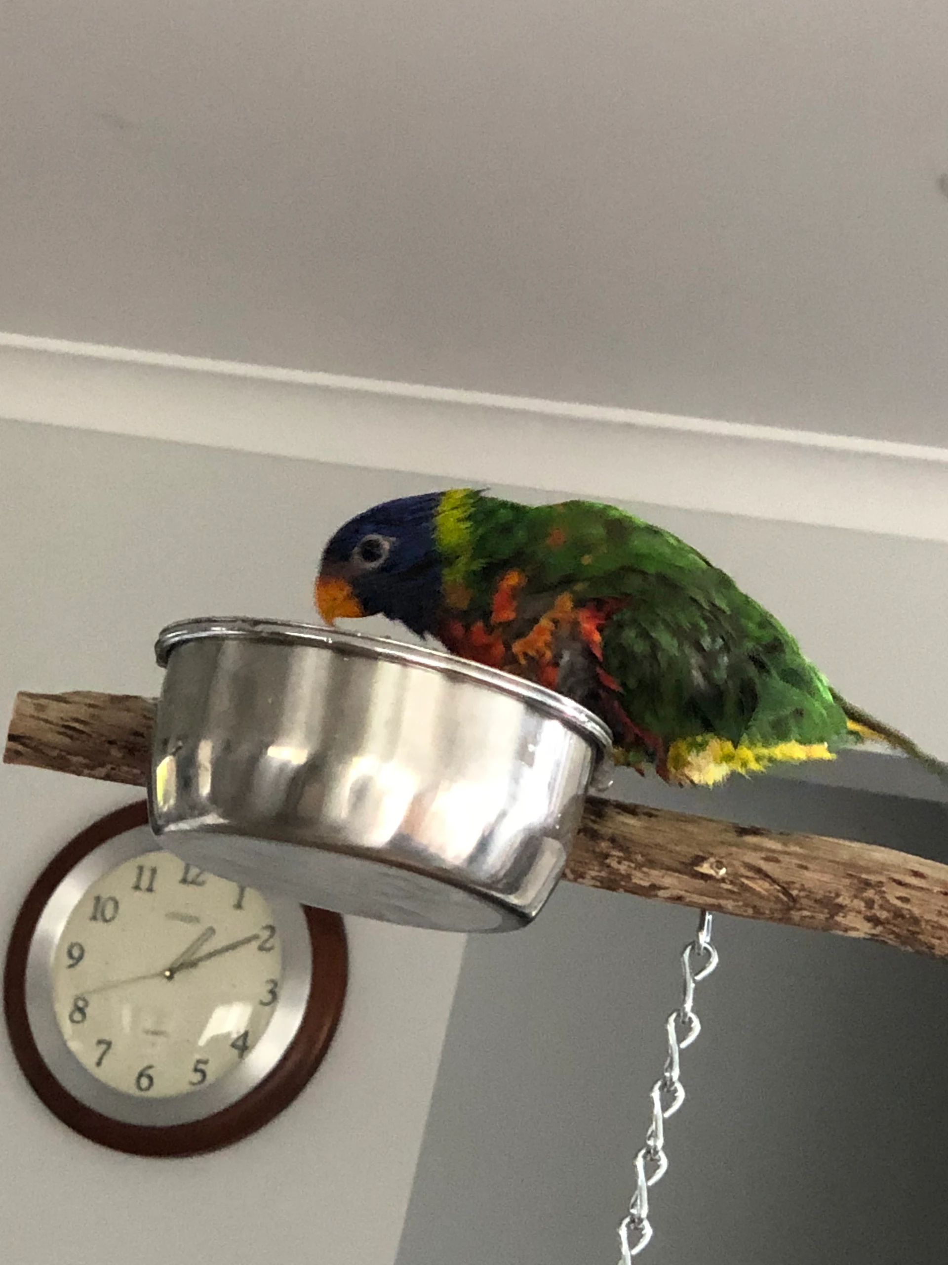 Rainbow Lorikeet Trichoglossus moluccanus by Freckles