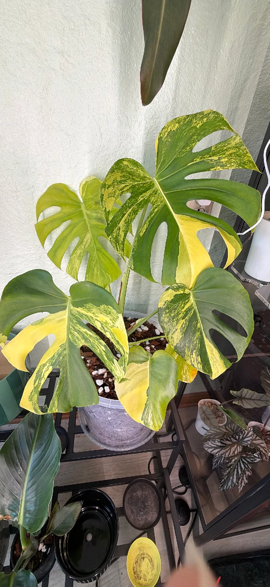 Monstera deliciosa 'Yellow Marilyn' by ButtRainbow