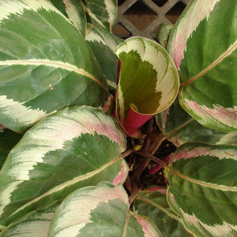 Calathea roseopicta 'Medallion' by tazita