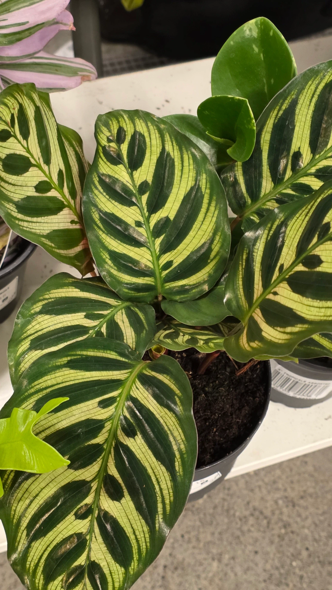 Calathea roseopicta 'Medallion' by tazita