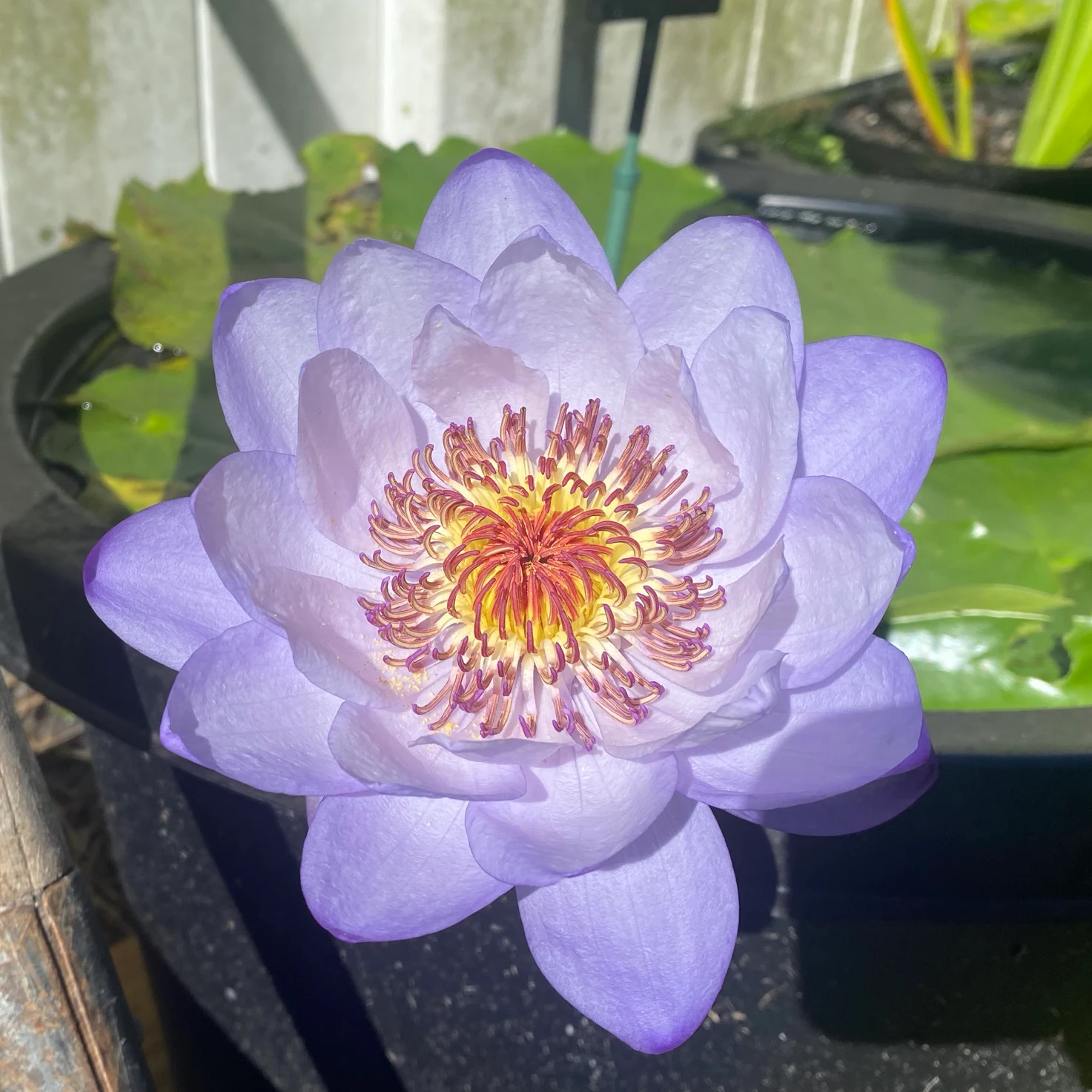 Nymphaea Lady In Blue by antonioserrano