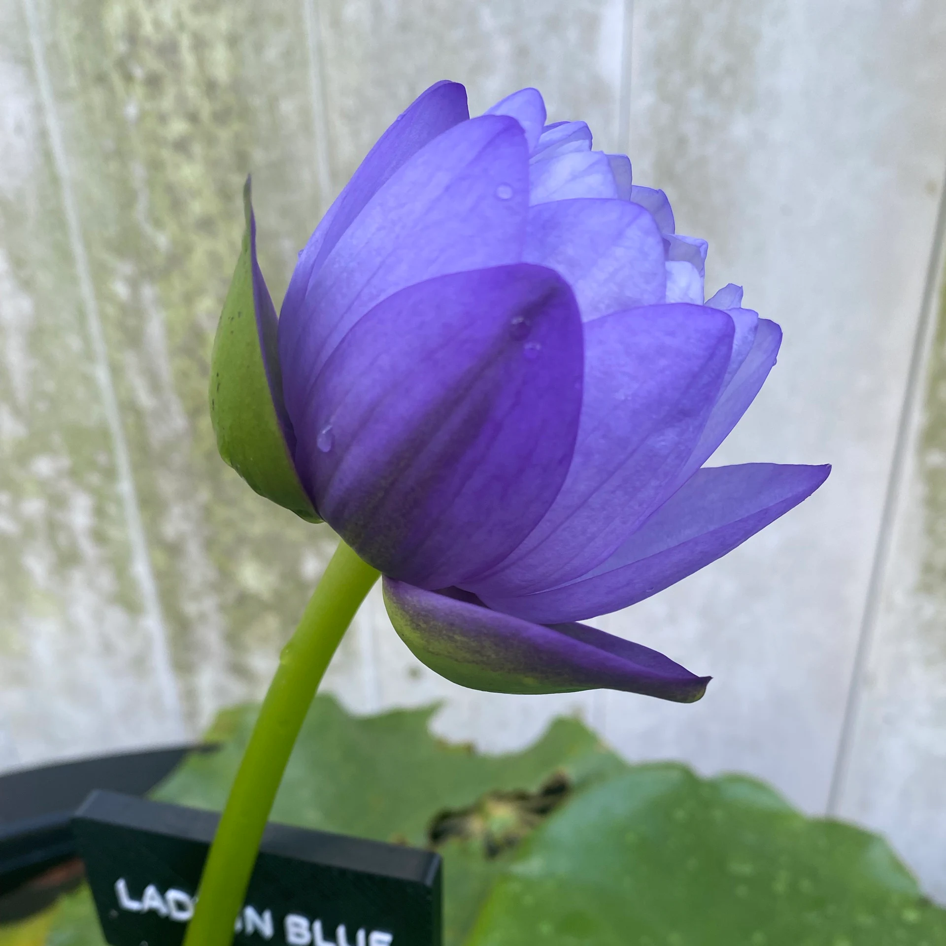 Nymphaea Lady In Blue by antonioserrano