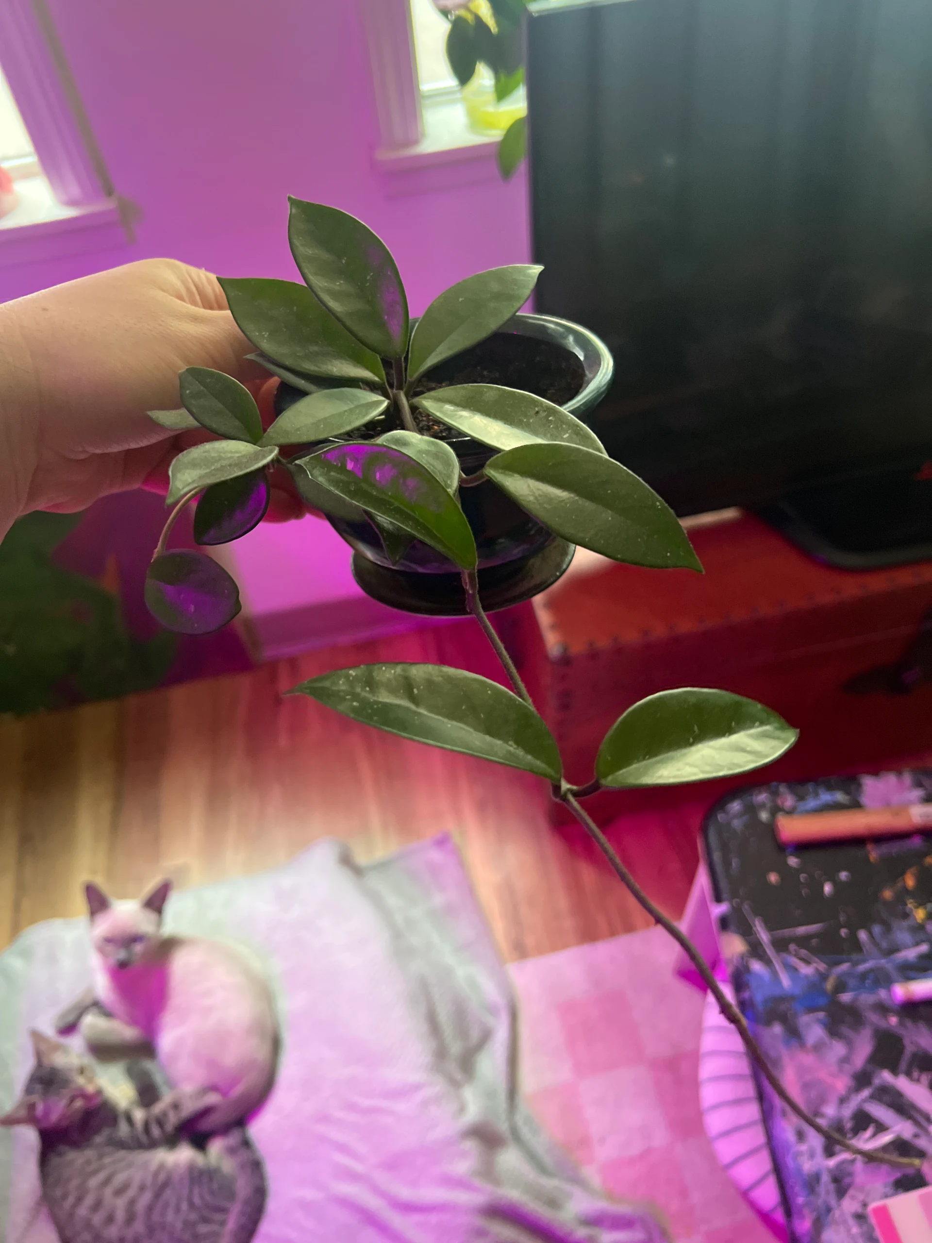 Hoya australis by Ratty96