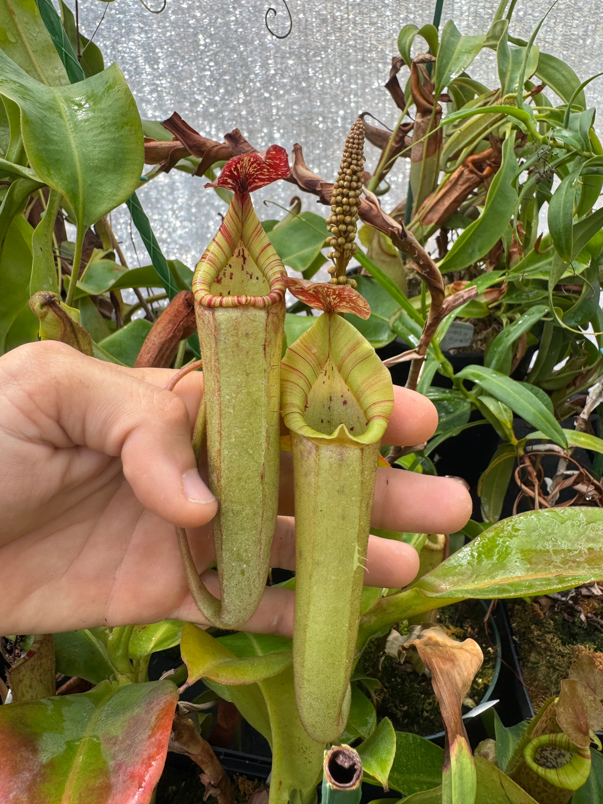 Nepenthes boshiana × veitchii by David