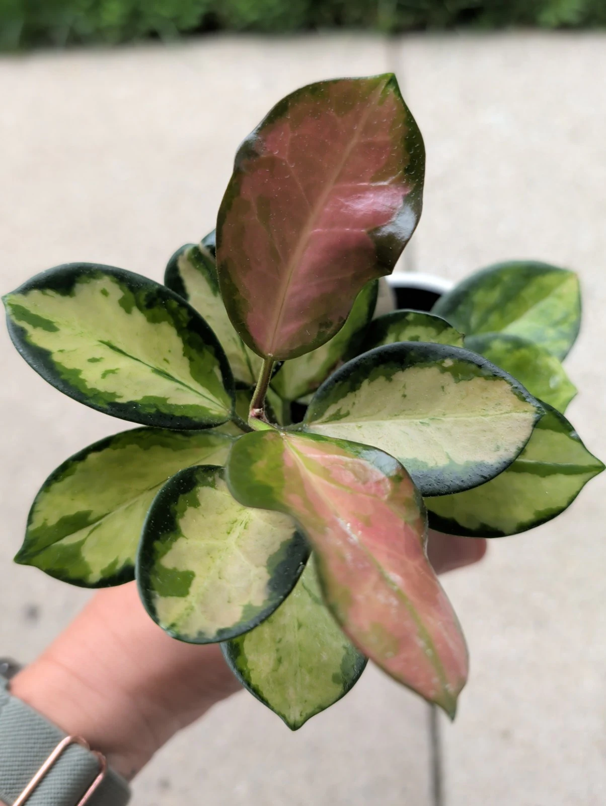 Hoya australis 'Lisa' by meg