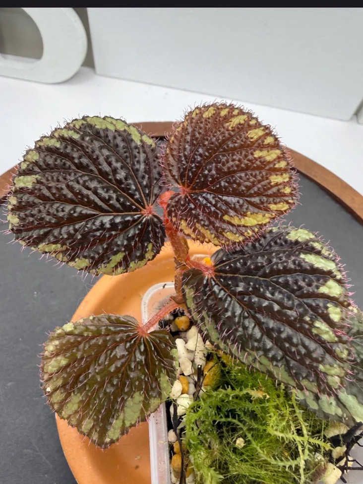 Begonia sp. Baik Corak by NashvilleNDP
