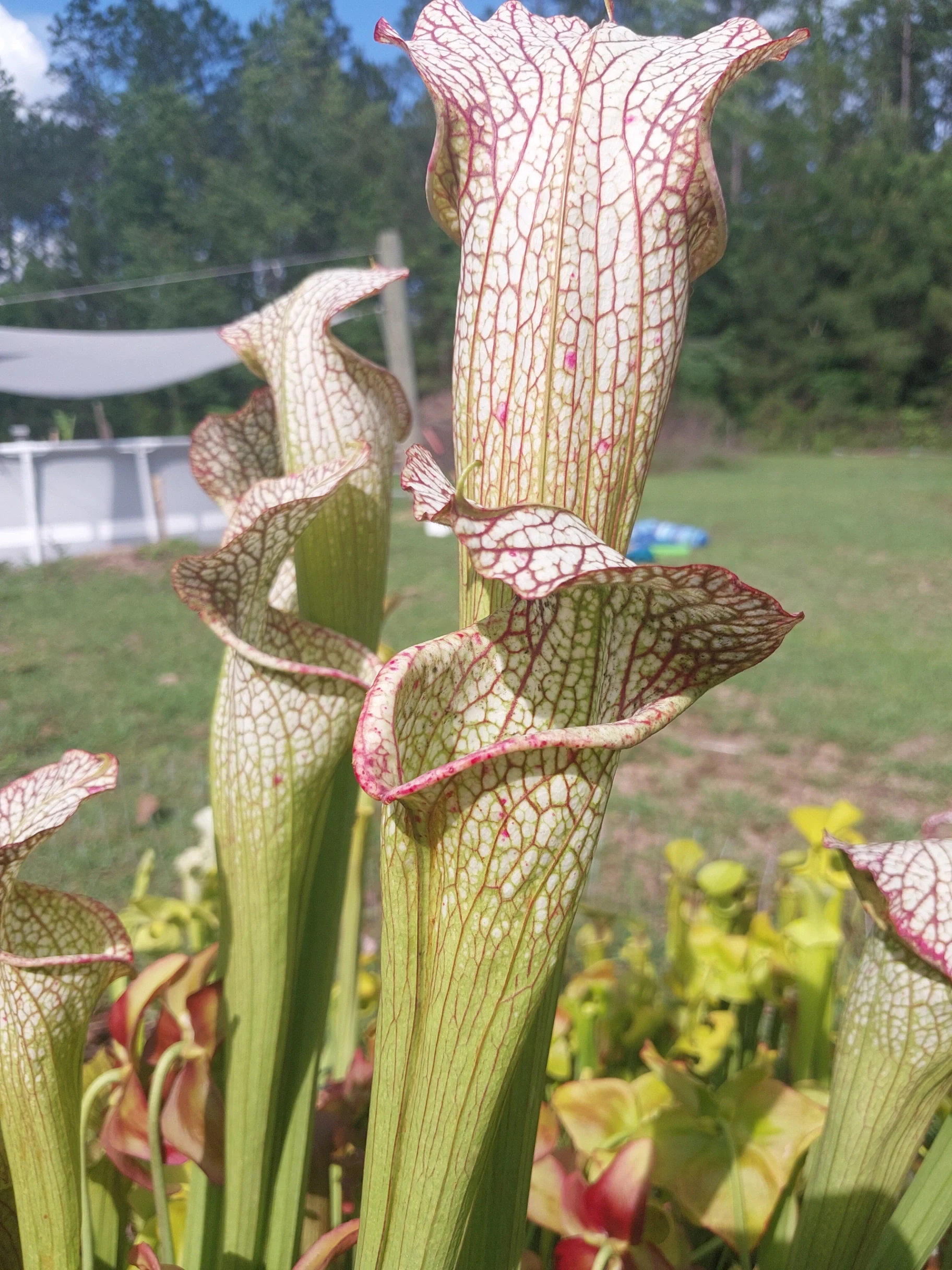 Sarracenia hybrid 'Rasberry Sundae x Royal Ruby JA' by P_Hill_FL