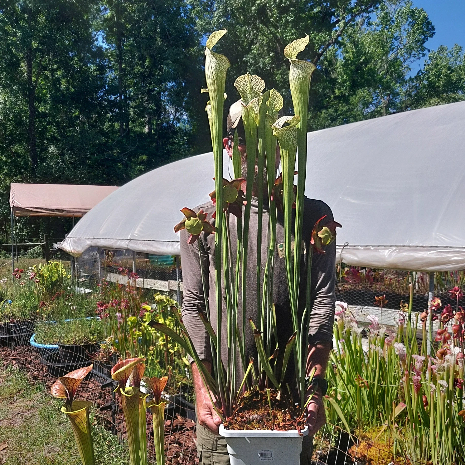 Sarracenia hybrid 'Rasberry Sundae x Royal Ruby JA' by P_Hill_FL