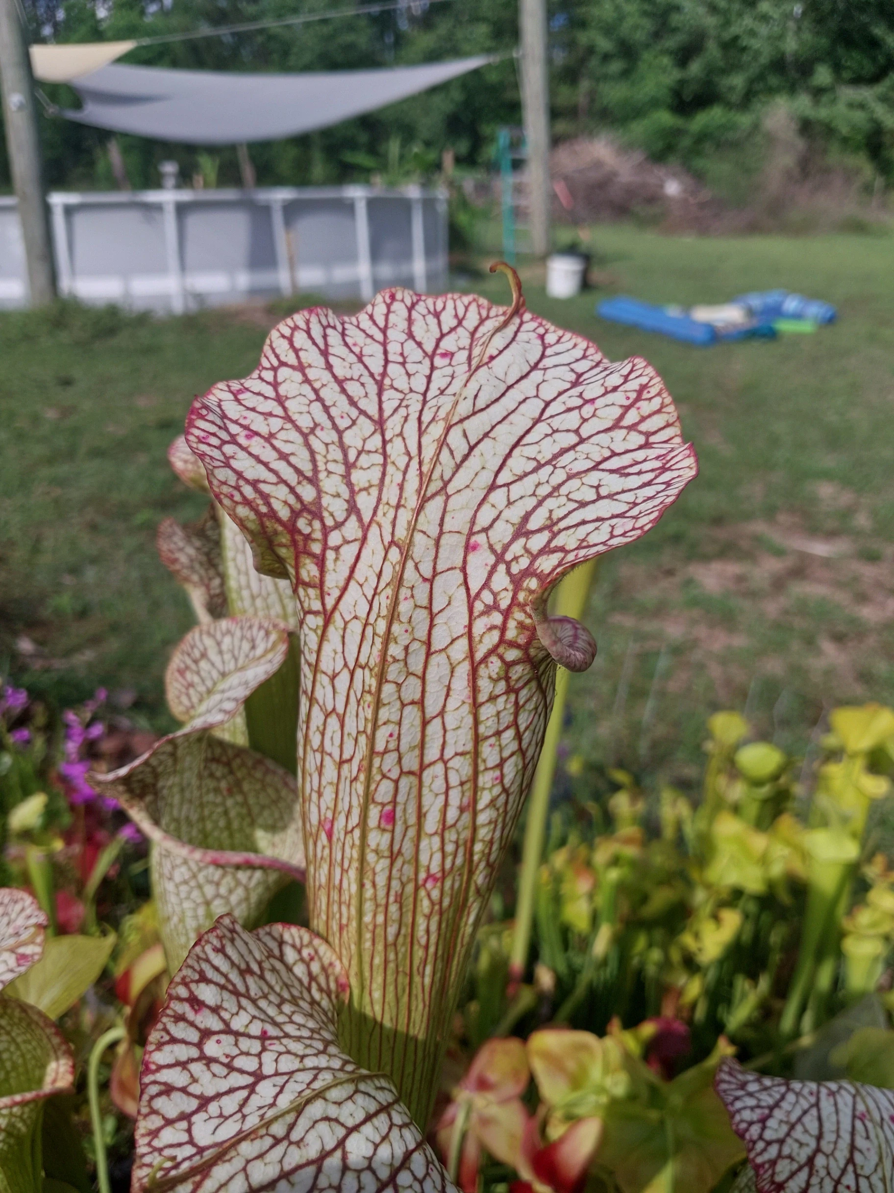Sarracenia hybrid 'Rasberry Sundae x Royal Ruby JA' by P_Hill_FL
