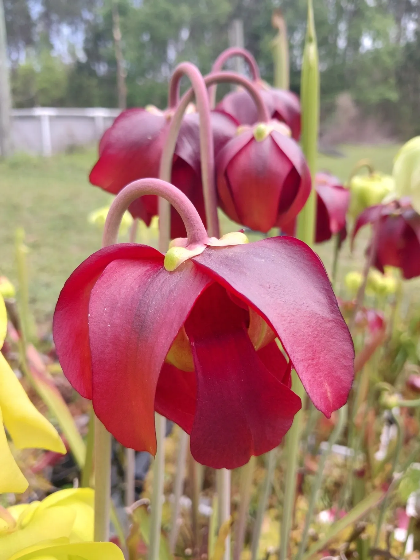 Sarracenia hybrid 'Rasberry Sundae x Royal Ruby JA' by P_Hill_FL