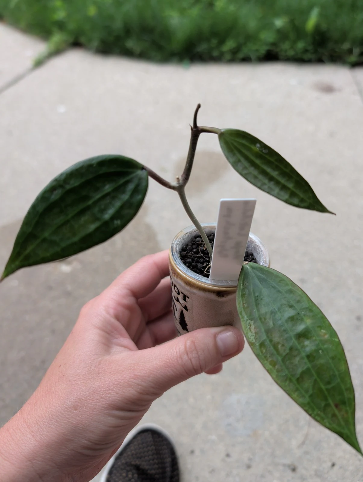 Hoya Latifolia 'Polystachya' by meg