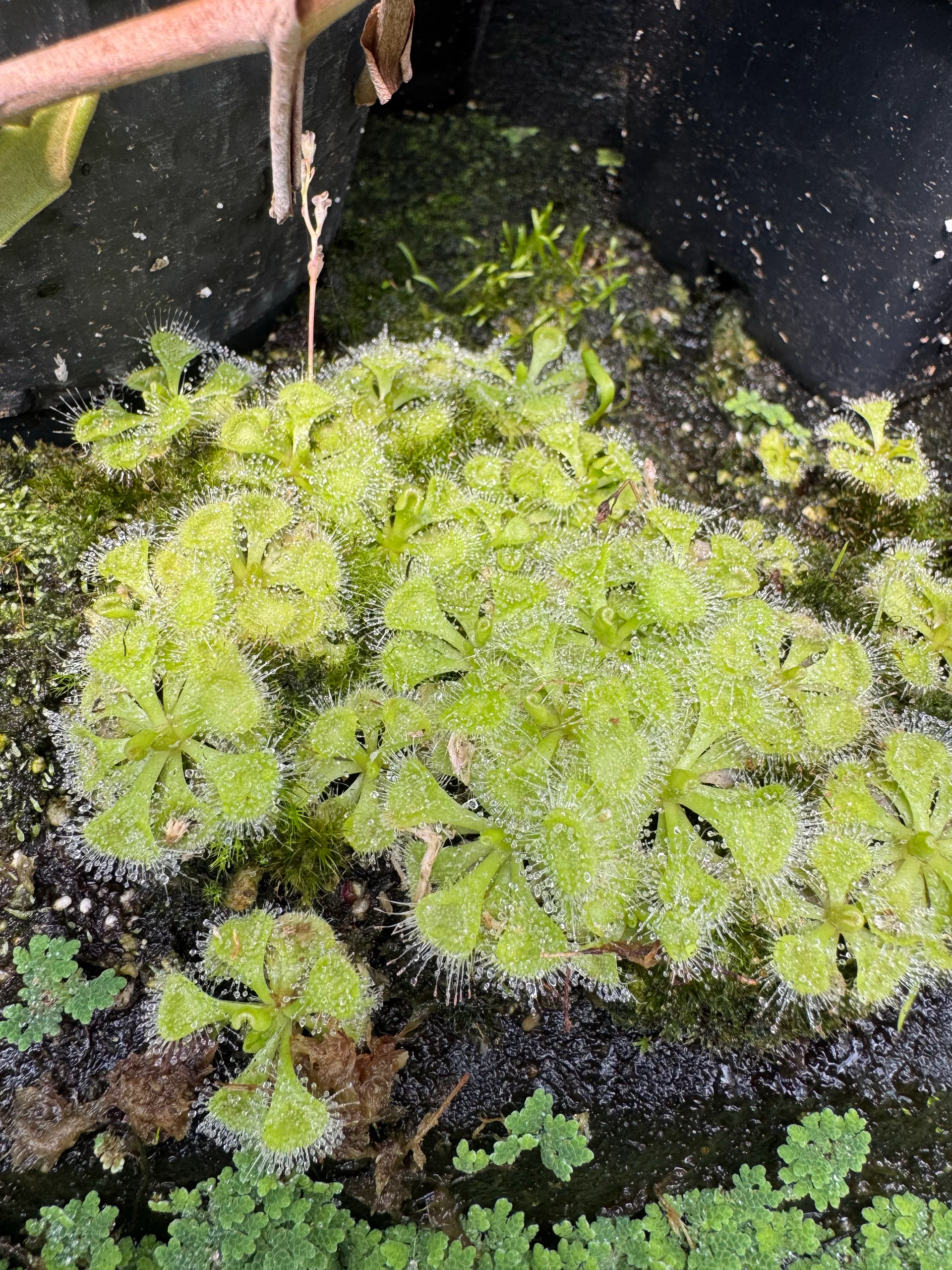 Drosera Burmanii by David