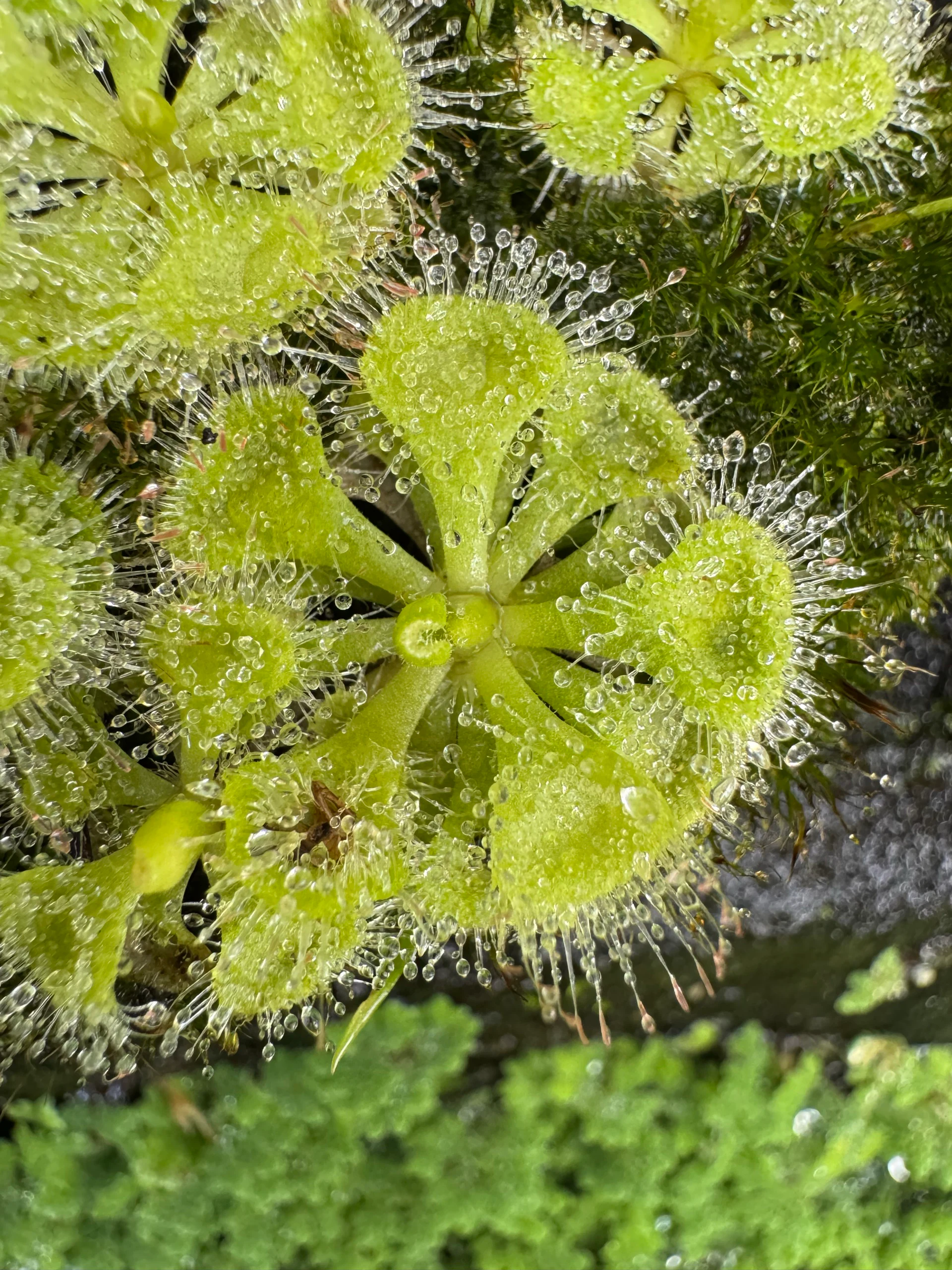 Drosera Burmanii by David