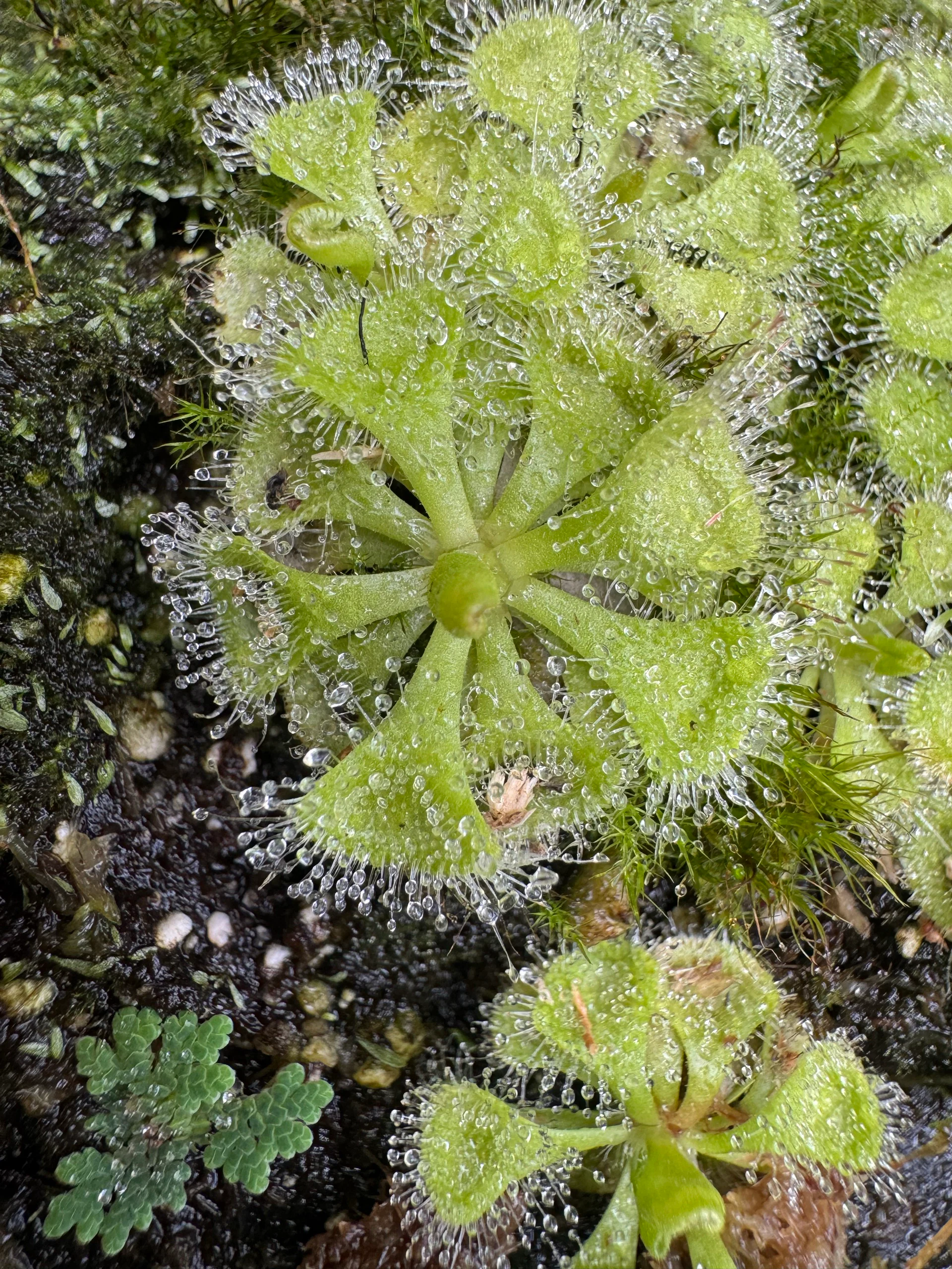 Drosera Burmanii by David