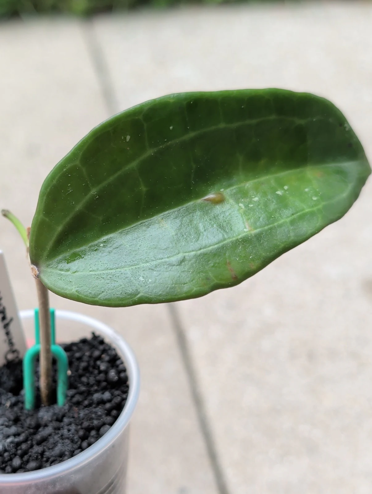 Hoya quinquenervia by meg