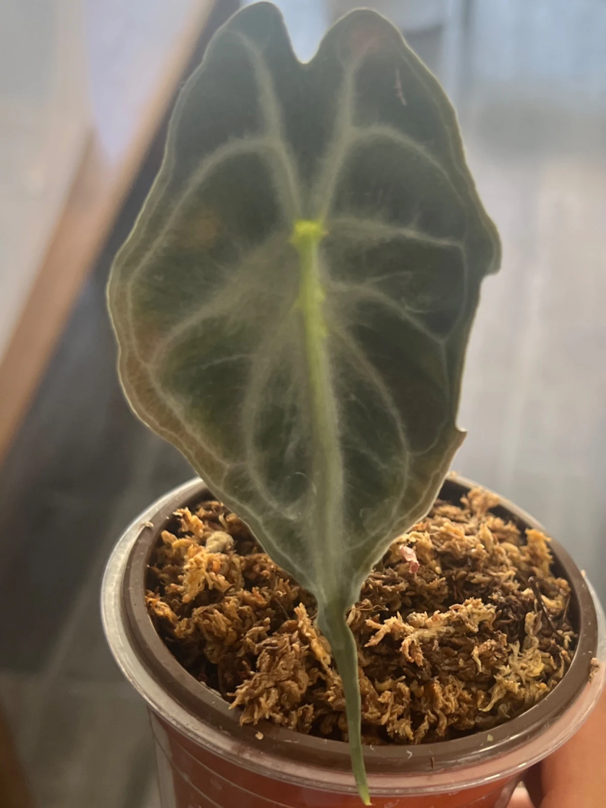 Alocasia venom by alohamora