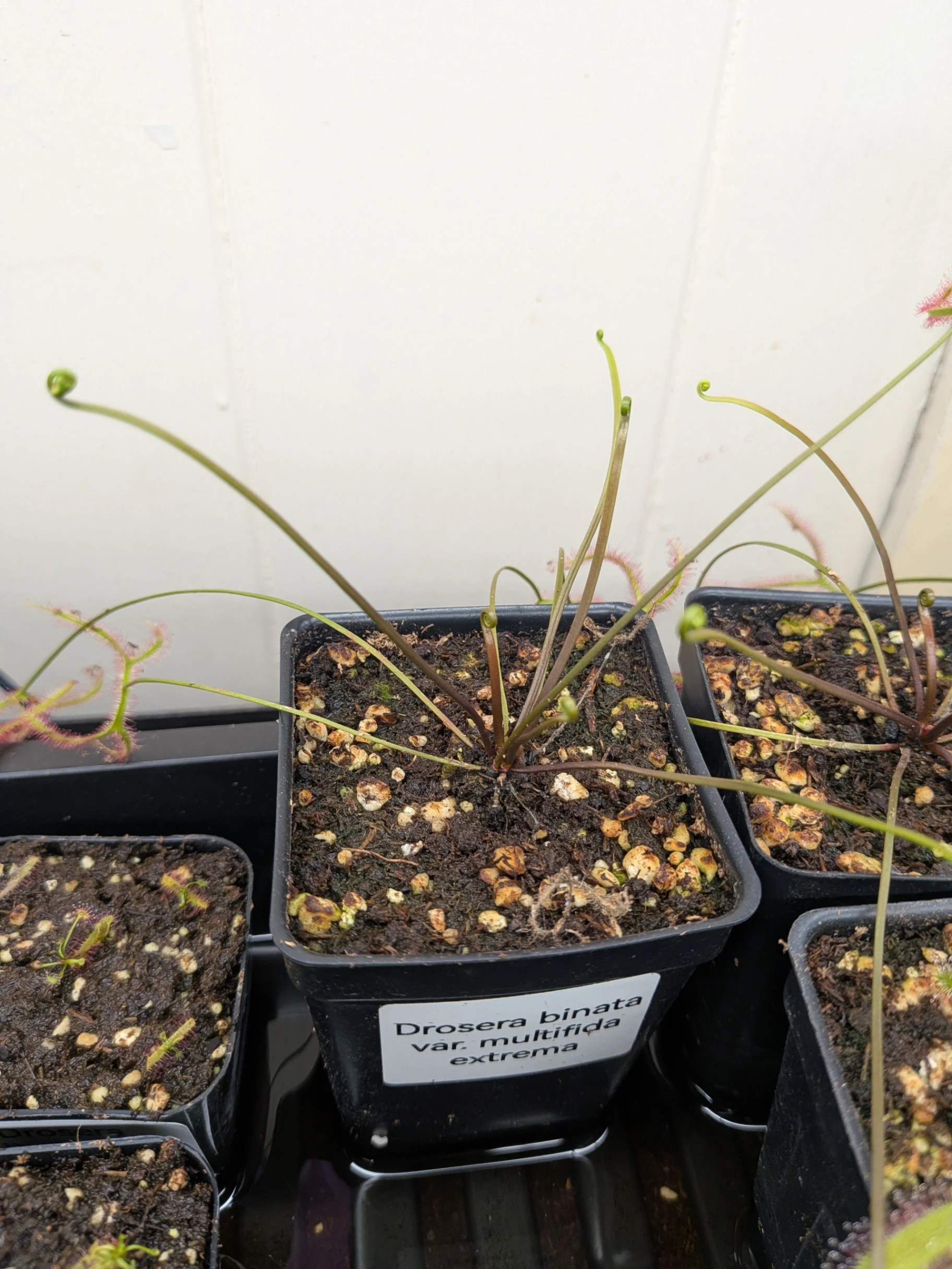 Drosera binata 'var. Multifida extrema' by T-Rex0987