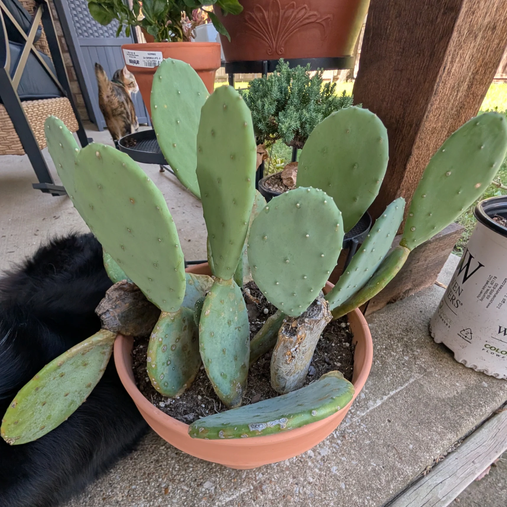 Opuntia by mosswooddrive