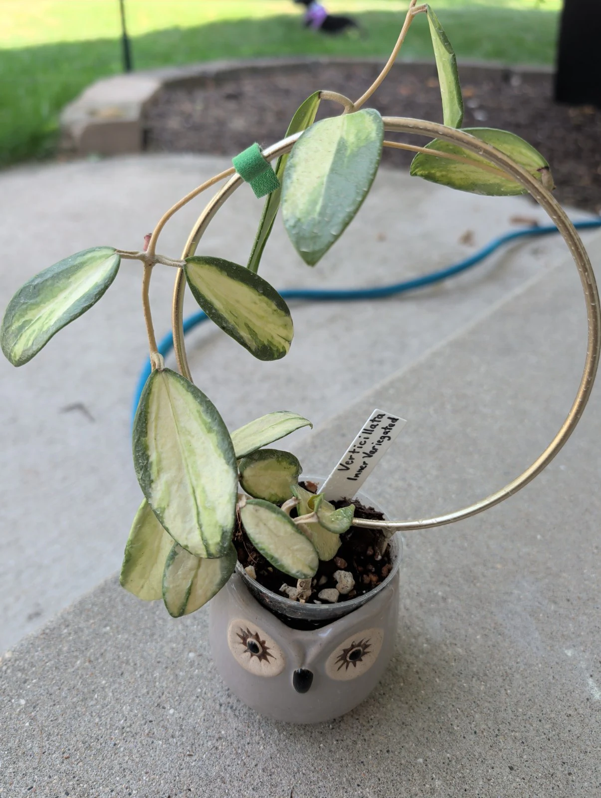 Hoya verticillata 'Inner Variegated' by meg