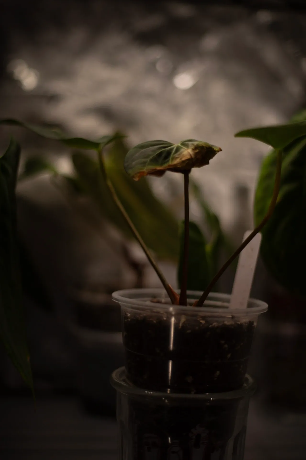 Anthurium FSRL x (Carla x AOS) by migy