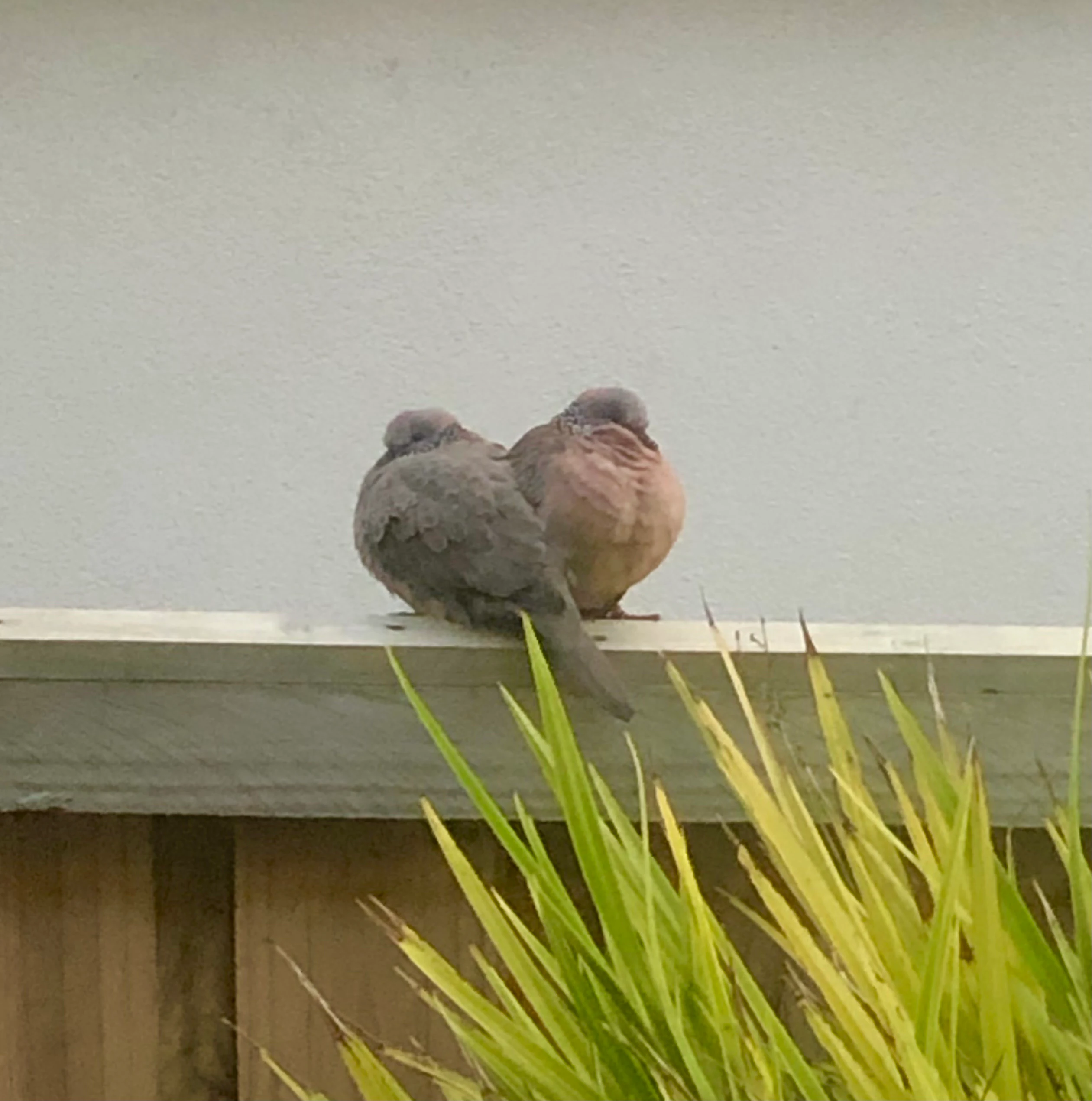 Spot-breasted Cuckoo-Dove Macropygia mackinlayi by Freckles