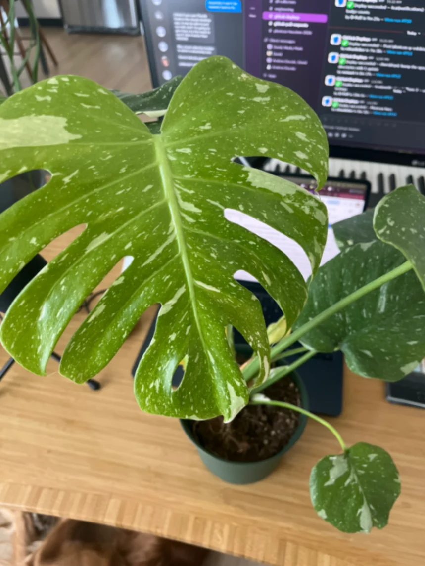 Monstera deliciosa 'Thai Constellation' by PlantsRUs