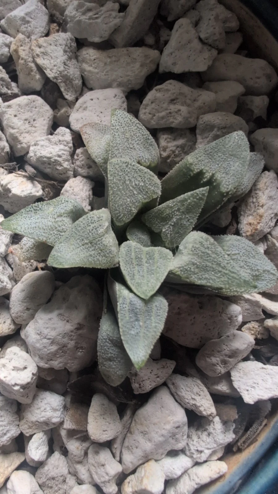 Haworthia pygmaea by Sanjana
