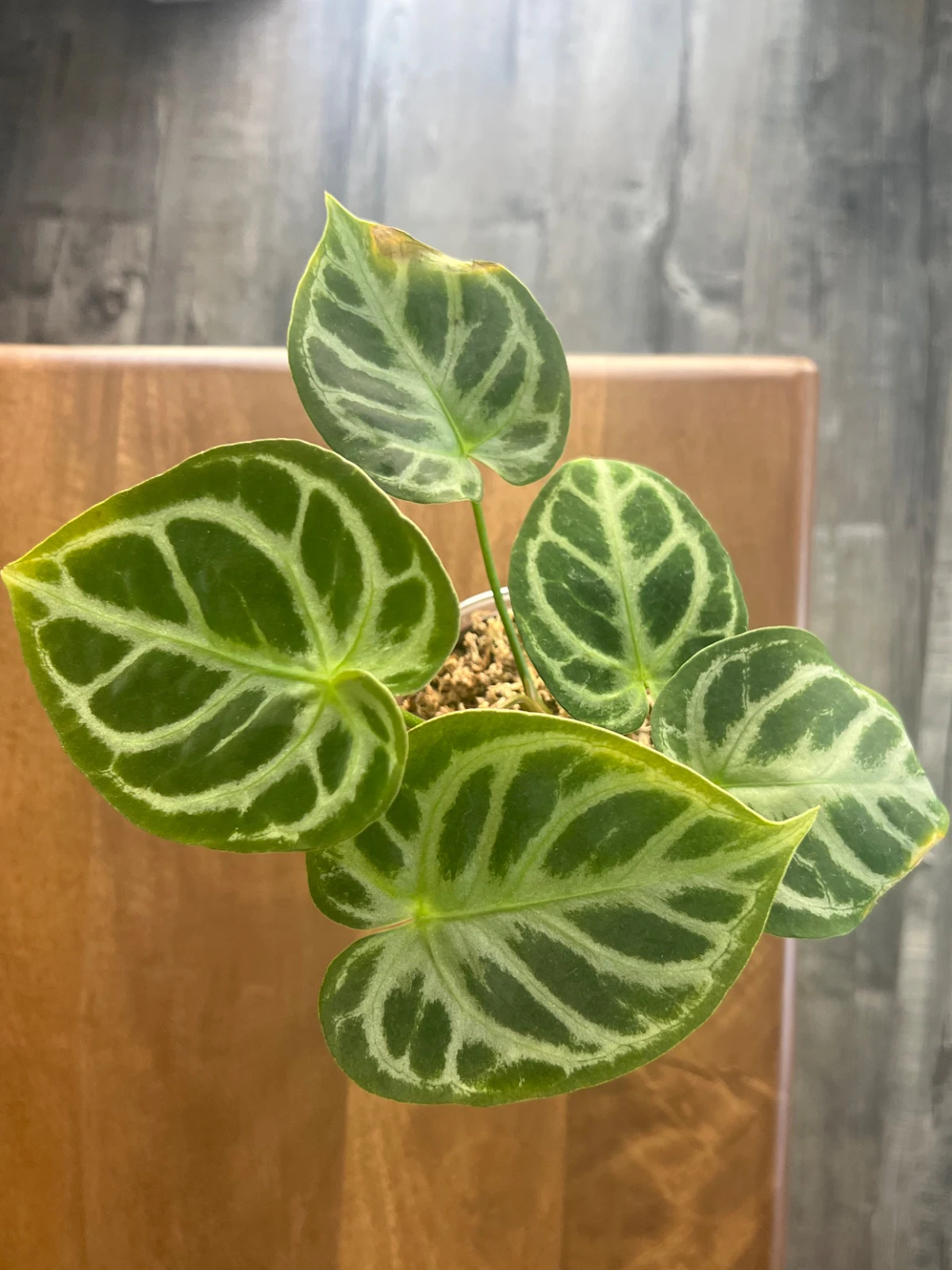 Anthurium crystallinum 'Silver blush' by alohamora