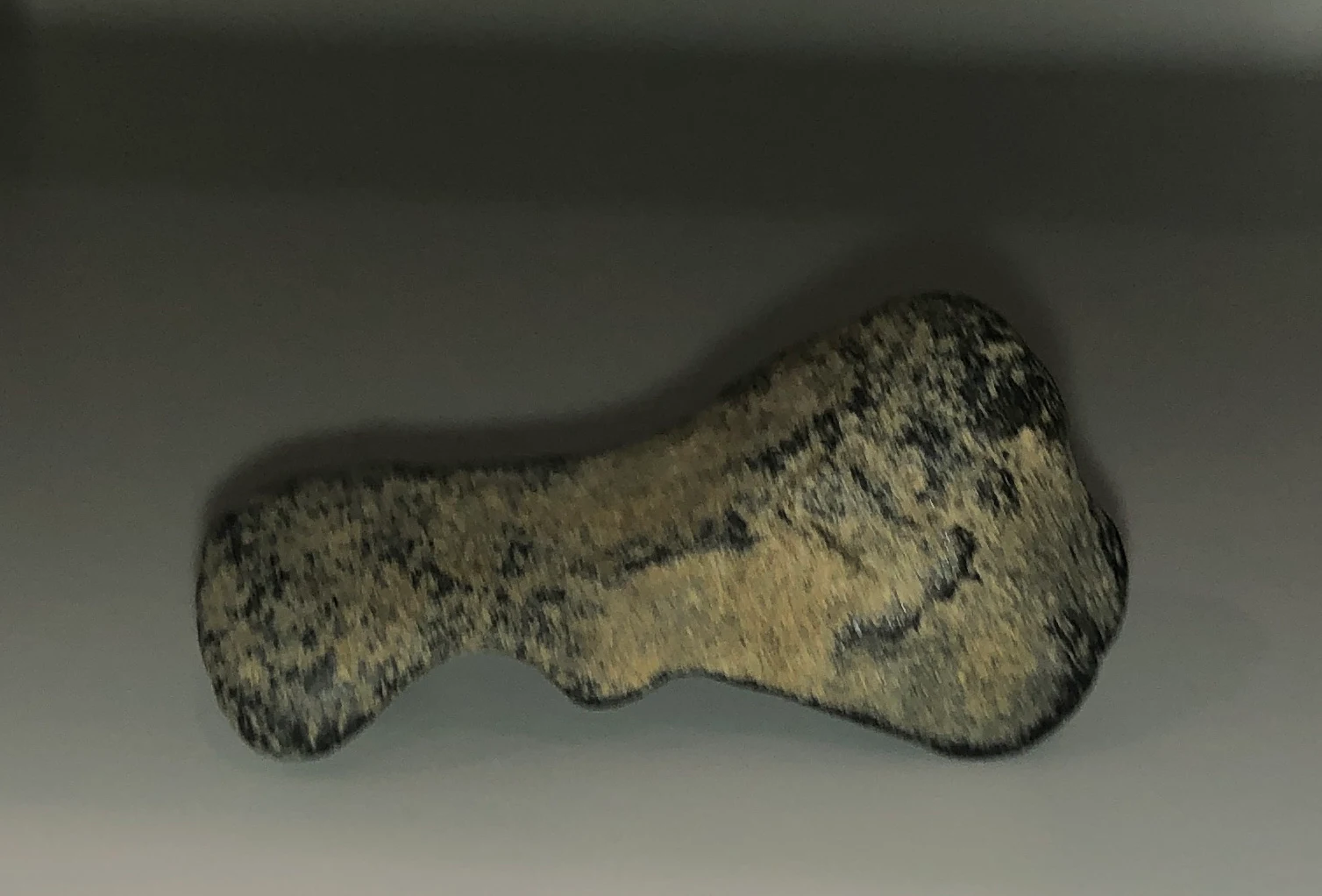 Megafauna Bone Fragment 002 Mammalia indet. by Freckles