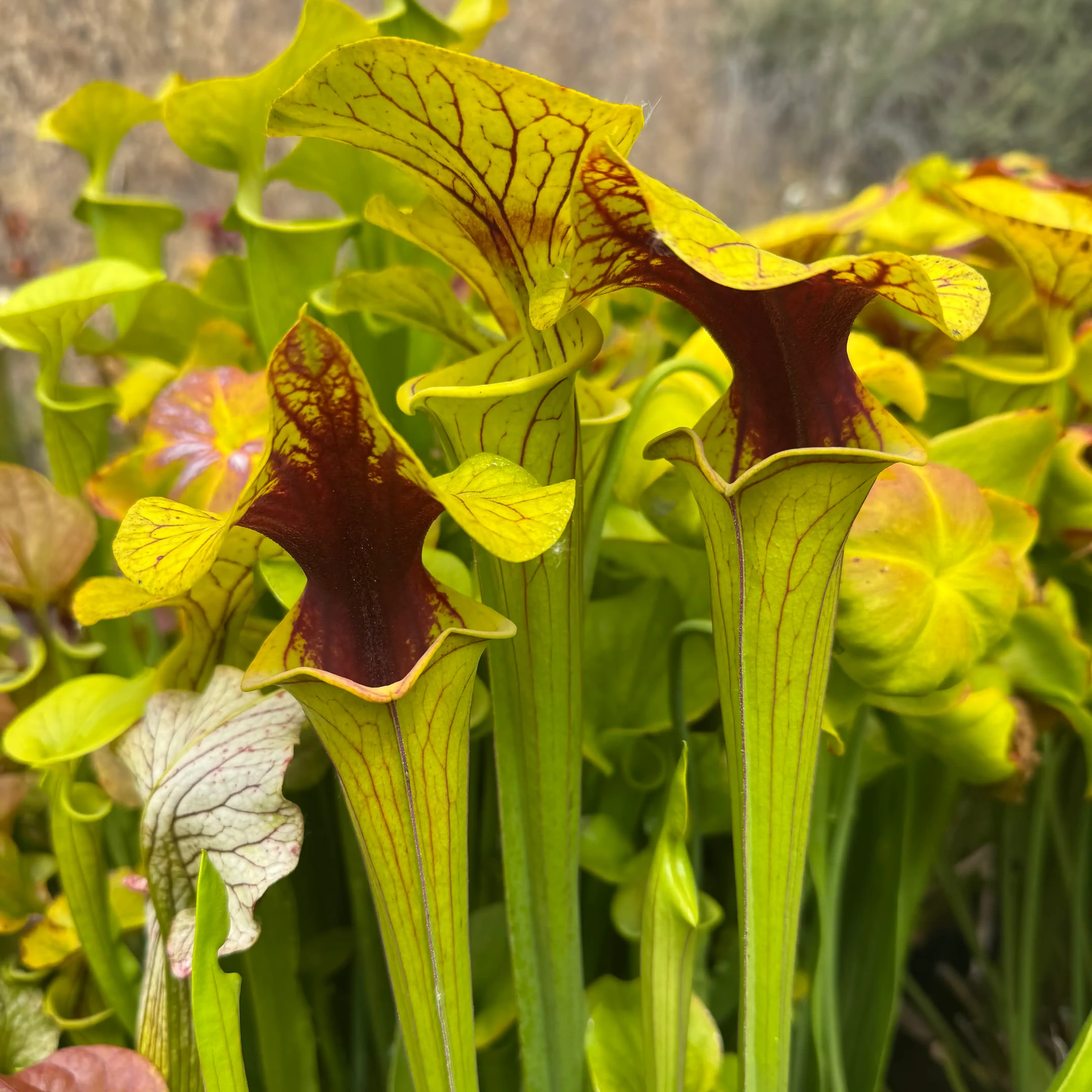 Sarracenia flava 'Extreme Red Throat' by David