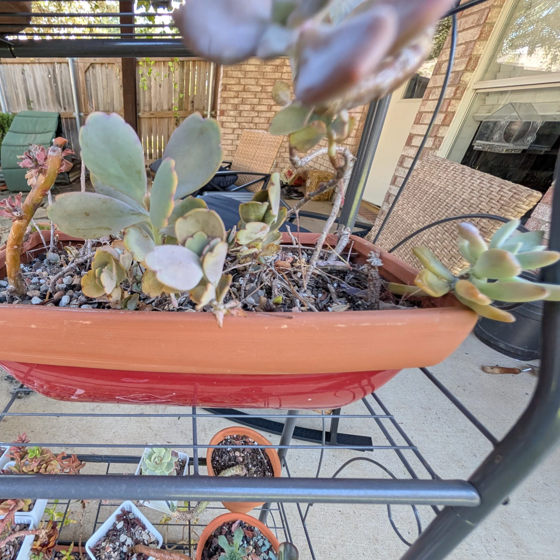Kalanchoe luciae by mosswooddrive