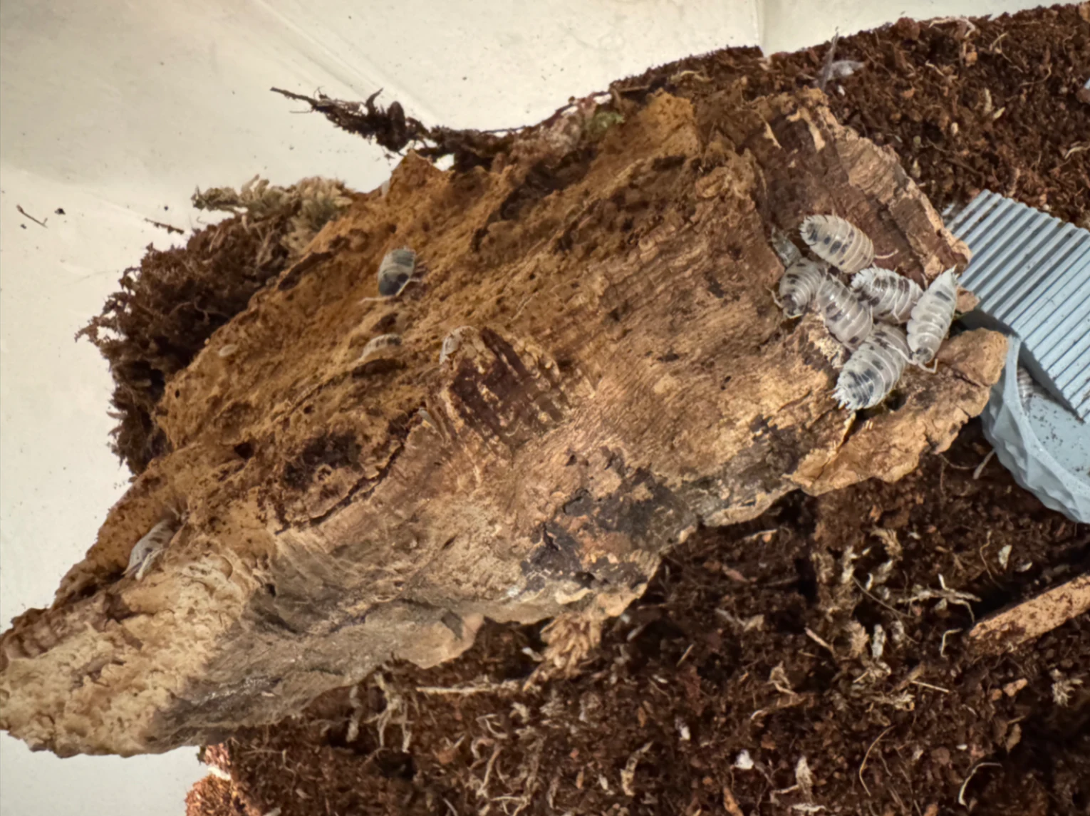 Dairy Cow Isopod Porcellio laevis by Labuleaf
