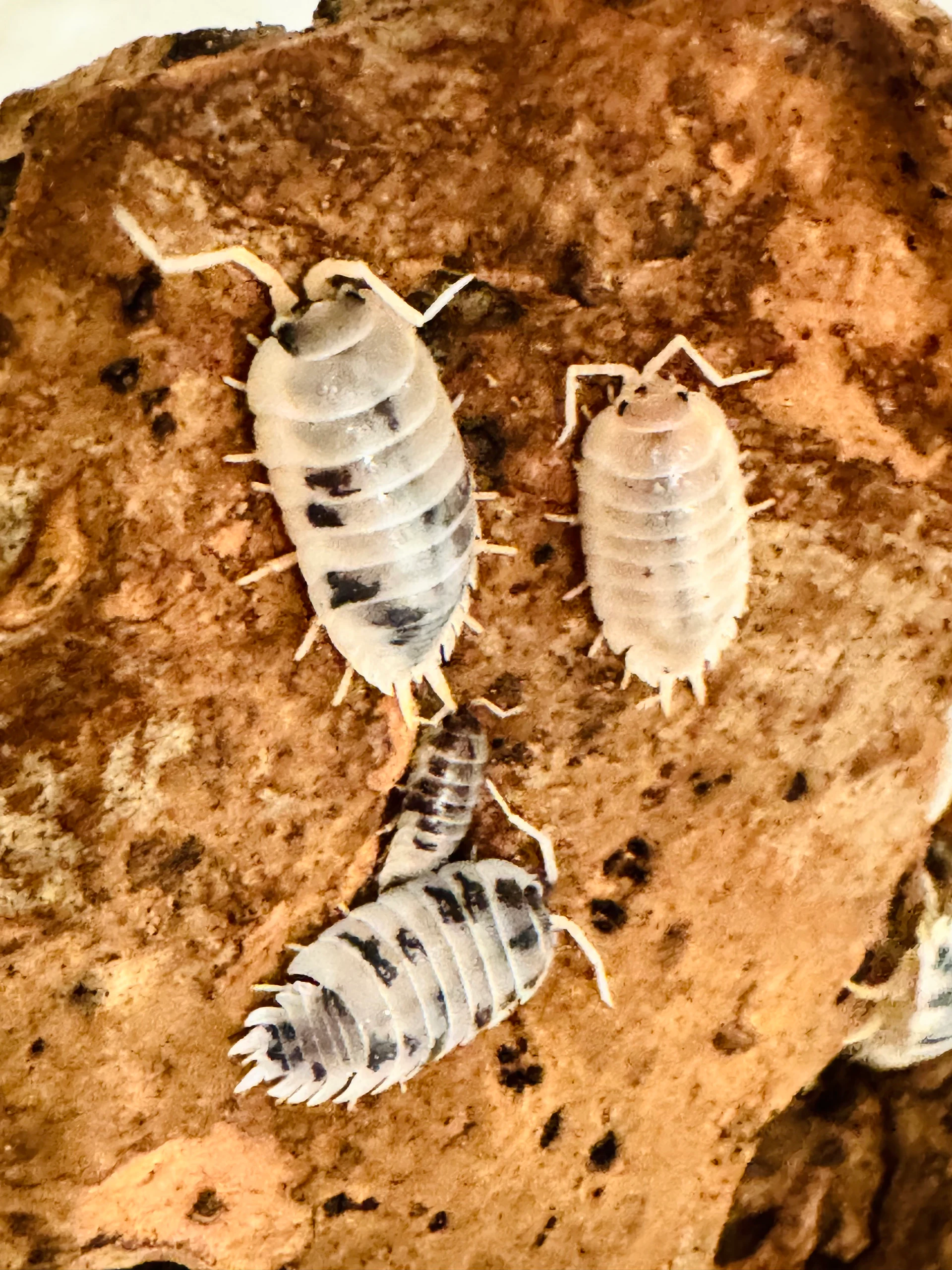 Dairy Cow Isopod Porcellio laevis by Labuleaf