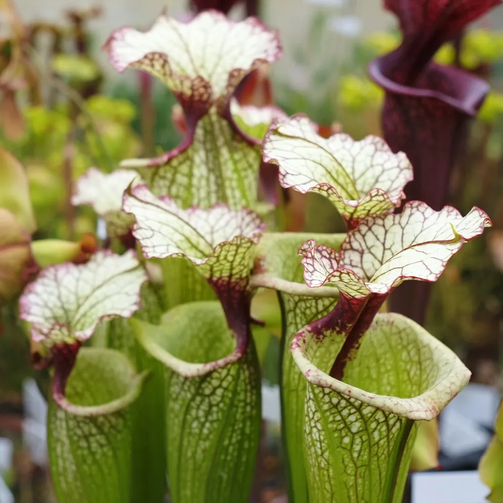 Sarracenia Leah Wilkerson by David